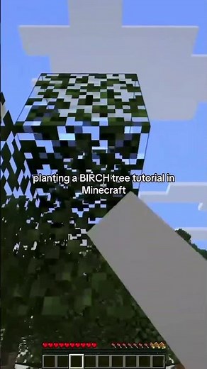 How to plant a BIRCH tree in minecraft tutorial