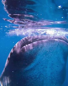 81 reactions · 10 comments | Proper diving cameras used to be big and complicated... We've made Paralenz small and smart, so you can focus on your dive and all the incredible species you meet under the surface撚 ✔ Waterproof to 250m / 820ft without a casing! ✔ Incredibly easy to use, even with thick gloves. ✔ Built-in depth controlled colorfilters …And the list goes on! Get yours here ⬇️ | Paralenz | Facebook