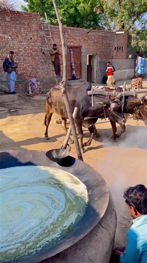 Old Sugarance Juice Making Machine With Bulls #shortvideo #farmingtraditions #villagelife