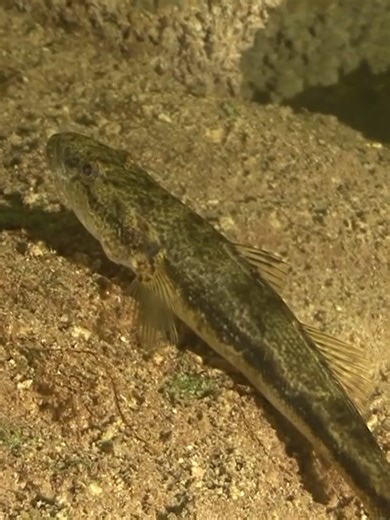 Cousteaus Blue Hole JONATHAN BIRDS BLUE WORLD_42