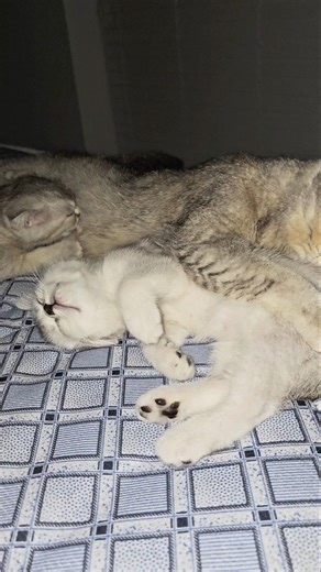 Mommy cat always does this at night ☺️ #cutekitty #kittens #cats #catpurring #purr