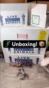 Reptile Unboxing!