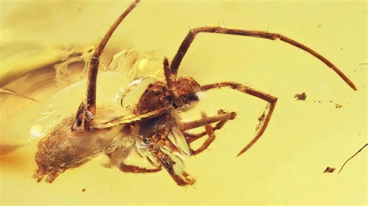 Trapped in Time: The Strangest and Most Fascinating Finds Hidden in Amber