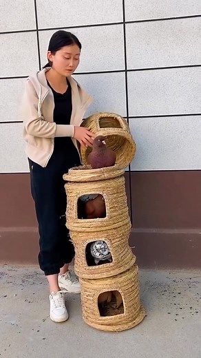 7.7K views · 149 reactions | ️Hongyi Pigeon Breeding 爛 Beautiful racing pigeon  BreederMy Tiger Fantail ️ #RomanticMood #PigeonRomance #pigeonreels #FantailPigeon #PigeonCouple #BirdLove #ViralPigeon #LovebirdsOfBangladesh | Hongyi Pigeon Breeding | Facebook