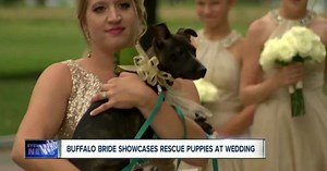 Puppies for bridesmaids