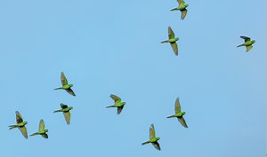 Yet Another Bird Has Gone Extinct in the Last 10 Years