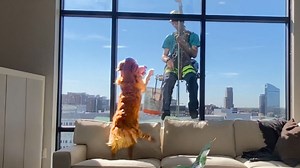 Dog falls in love with window washer - and brings him gifts daily