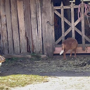 241K views · 286 reactions | Sound on.  Waiting for the barn to open for supper and bedtime. ❤️❤️ | Where Pigs Fly Farm Sanctuary | Facebook