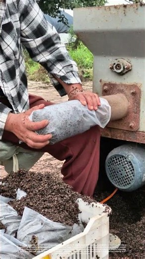 Bagging the Future: How Farmers Pack Mushroom Spores for Mass Growth