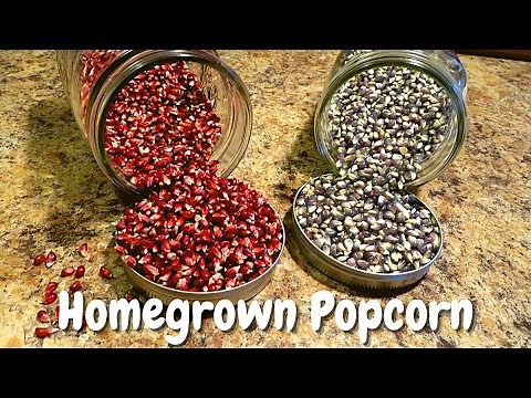 Properly Cured Dried & Stored Homegrown Popcorn | Curing Popcorn | Drying Popcorn | Storing Popcorn