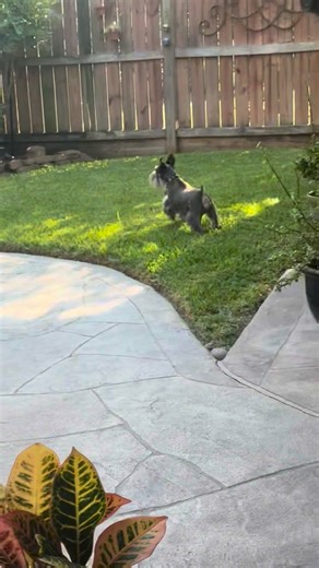 Like all Schnauzers, Gabby desperately wants to catch that squirrel, but it eludes her. Gabby is a heavily ticked Liver Tan Parti toy who lives with her Mom, Robin. Gabby is living her best life in Pasadena, TX. # puppy #dog | Texas T's Teacup and Toy Schnauzers