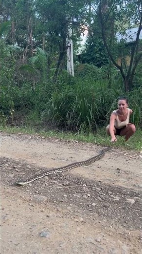 not a bright idea to encourage a python to move off the road after a hot day in the sun watch the fu
