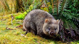 Wombat Fact Sheet