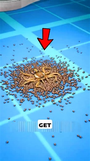 If You Ever See a Spider, Don’t Stomp on it..