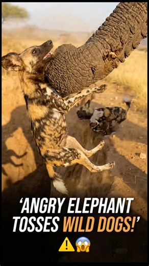 Angry Elephant Throws Wild Dogs into the Ravine! 🐘😱🐕