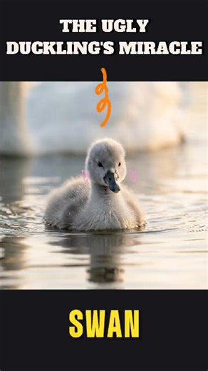 ANIMAL GROWTH: SWAN 🦢