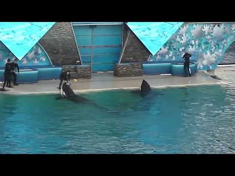 SeaWorld Killer Whale Attack Caught on Camera — The Shamu Incident (Real Footage 2006)