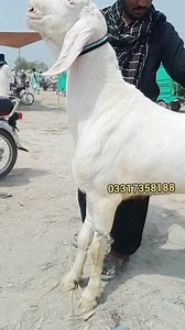 3K views · 19 reactions | Mashallah Top quality RajanPuri Gulabi Bakra Tota Face  Age 2 dant 殺 Dera ghazi khan ♥️ Siraj goat Farm  03491916494 WhatsApp 03317358188   ♥️ | Siraj Goat Farm | Facebook