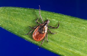 Why you can expect more ticks this summer in Michigan