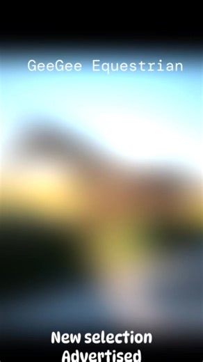 New selection of horses now advertised | GeeGee Equestrian