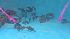 Red Tiger Oscar 5-6cm! #aquaticoaquarium #oscarfish | Aquatico Aquarium