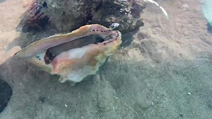 15M views · 34K reactions | It’s Groundhog Day! According to tradition, since the groundhog saw his shadow, winter will continue for another six weeks. In the subtropical Florida Keys, “winter” temps are usually the warmest in the U.S., and Wednesday at Florida Keys Aquarium Encounters, we watched a Keys conch instead of a groundhog. Do you think the conch saw its shadow when it emerged from its shell? | The Florida Keys & Key West | Facebook