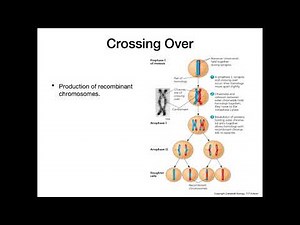 Origins of Genetic Variation among Offspring