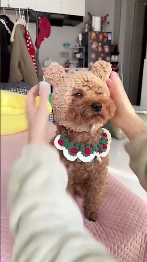Mini Poodle Dressed as a Christmas Bear – Adorable Holiday Look! #minipoodle #christmasdog