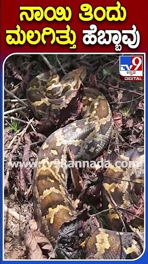 ನಾಯಿ ತಿಂದು ಮಲಗಿತ್ತು ಹೆಬ್ಬಾವು ! #Python #Tv9S
