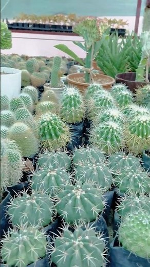 🌵 Beautiful Cactus Collection in 4K Ultra HD | Rare Succulent Plants 🌿