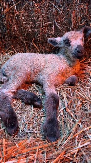 9.8K views · 382 reactions | Today we "spring forward" for Daylight Saving Time and signs of spring are everywhere! Did you remember to set your clocks ahead? | The Vermont Country Store | Facebook