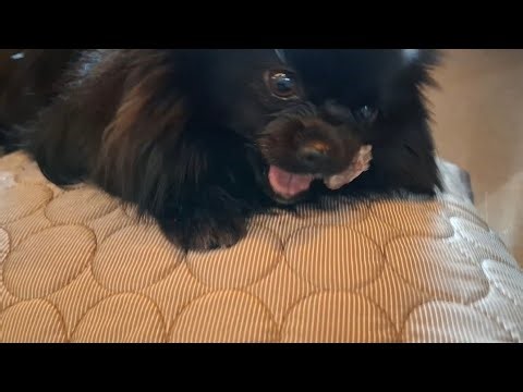 Gefahr! Ein Knochen hatte sich im Eckzahn fedtgeklemmt. Mit Mühe habe ich es entfernt. #pomeranian