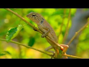 🦎🌴 EXOTIC LIZARD sound - Relaxing animal - peaceful nature - reptile iguana natural relaxation