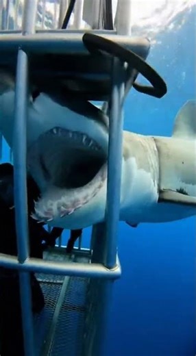 Shark Breaks Into Diving Cage! #SharkEncounter #DiveGoneWrong #OceanThrills
