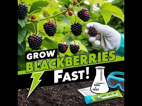 How to Grow Blackberries from Scratch! Full step by step organic guide...