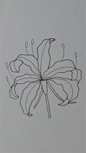 mini drawing on Instagram: "Spider lily Flower drawing #minidrawing #spiderlily #howtodraw #illustration #easysketch"