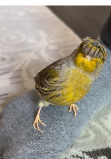 Understanding the Canary Fad: Birds, Not Feet!