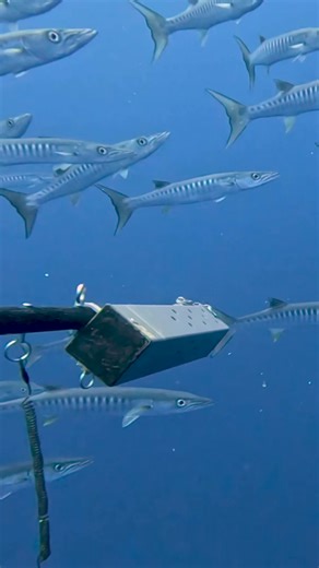 Exploring Niulakita: A Dive into Marine Biodiversity