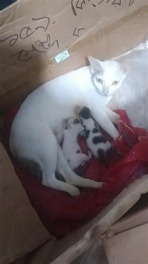a cute cat eating Milk her mom #cat #cutecat #catmom #shorts