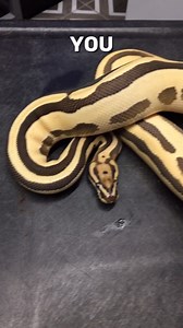 1.5K views · 220 reactions | High Intensity Orange Dream #shorts #snakes #ballpython #ballpythons #ballpythonsofinstagram #snakebreeder #ballpythonbreeder #fyp #fypシ | Rodents & Royals | Facebook