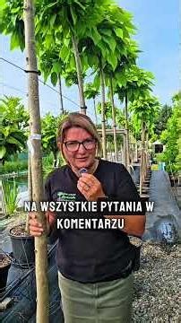 Is it worth pruning catalpas? Why prune them? #gardening #knurów #catalpa #catalpatree