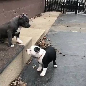 76K views · 1.8K reactions | Playtime!  Instagram ~ @pitbulls.tv Owner: @9_strangz | American Bully | Facebook