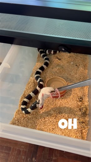 Jade (Jedi) Phromsorn on Instagram: "Snake Feeding Day! All of my colubrids cooperated and ate their mice; however, only three of my ball pythons ate their rats, and the other four are on hunger strikes. I feed all of my snakes frozen thawed rodents since I am not comfortable feeding live rodents to snakes. As my snakes grow, the rodents I offer increase in size. #snakes #snakefeeding #colubrids #ballpythons #reptiles"