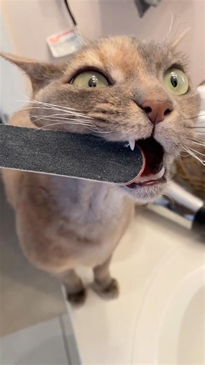 Maple vs Nail File #catshorts #devonrexcat #catthings