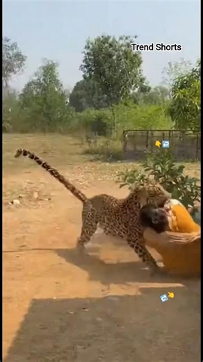 On Camera 🐆 Leopard Sneaks Behind Woman Near Home! 😱 #shorts