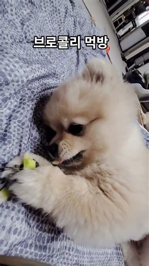 다이어트 지겹다 열받아 폭풍 먹방즁