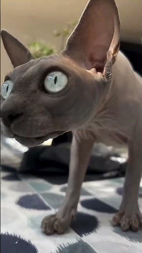 Alien cat has landed on Earth #funnycats