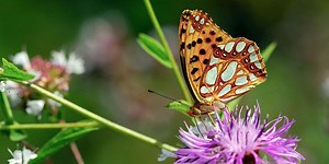This is the UK's most endangered butterfly