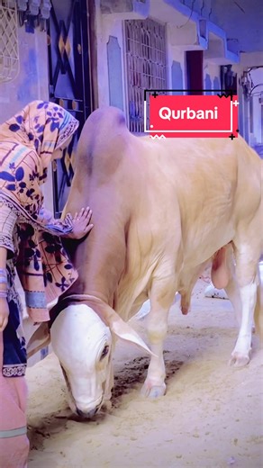 قربانی کا فلسفہ: محبت اور مذہبی جذبہ