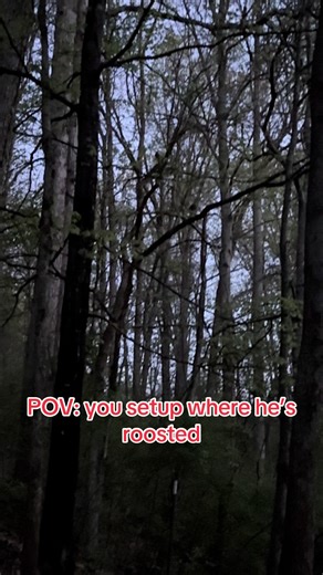 Turkey Hunting Setup: Roost Location
